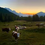 Ferienhaus La Vigo di Cadore